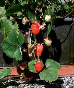 Erdbeeren im Blumenkasten