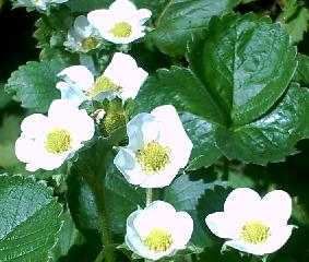 Blüten der Sorte Franny