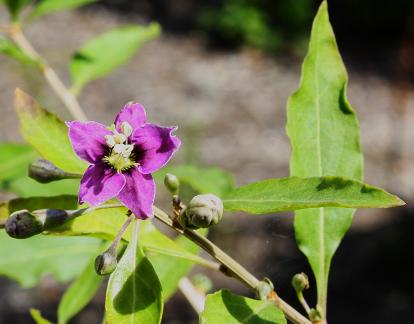 Blüte der Goji - Beere