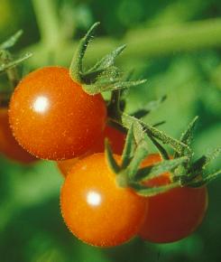 Tomaten