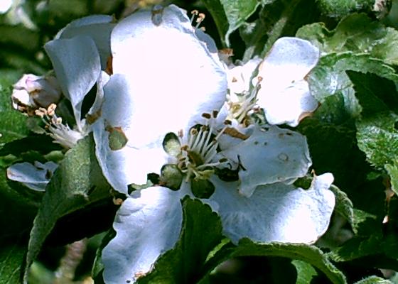 Apfel - Blüte