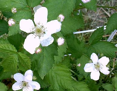 Blüten der Arkansas - Brombeere